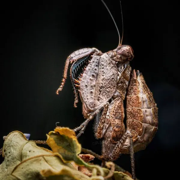 Boxer mantis. Close-up of a Single Animal on a Dark Background