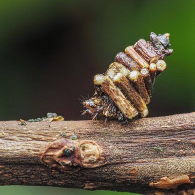 Psychidae sp. Bag worm clipart