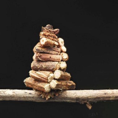Psychidae sp. Torba solucanı