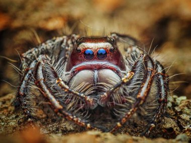 Hyllus walckenaeri. Vahşi Yaşam Hayvanı 'nın Yakın Çekim Portresi: Makro Fotoğrafçılık' ta Hayvan Temalarının Keşfi