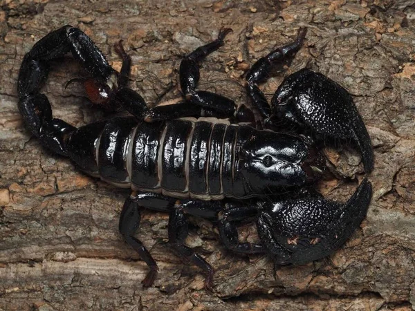 Pandinus imperator. Emperor scorpion - Wildlife in Nature: Animal Kingdom\'s Majestic Creatures