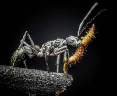 Diacamma sp. Avlı siyah karınca parmak izi.