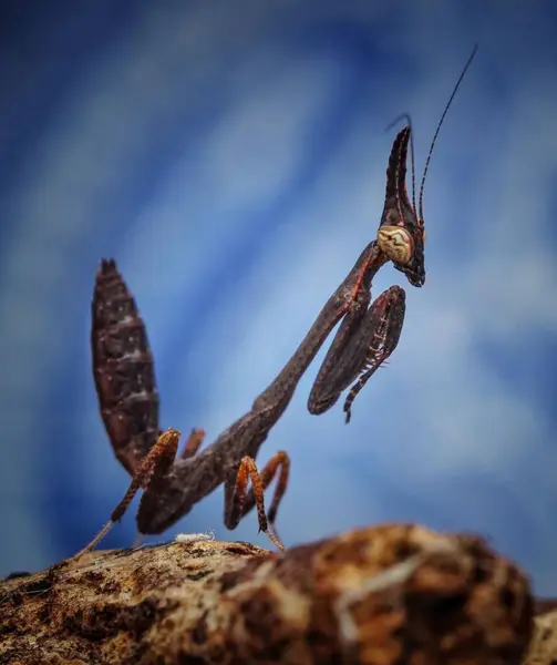 Phyllothelys werneri (Dev Hayalet Mantis)