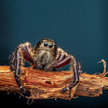 Hyllus Diardi erkek. Doğadaki Vahşi Yaşam: Sersemletici Makro Fotoğrafçılıkta Bir Yaratığın Hayvanını Yakalamak