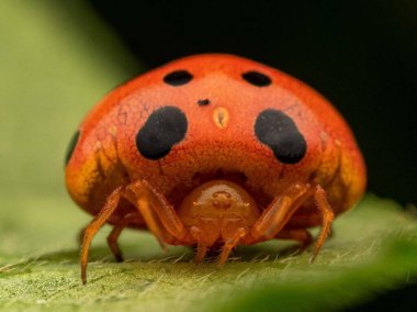 Paraplectana sp. Uğur kuşu Örümcek Taklidi
