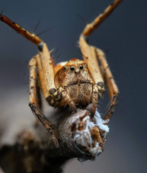 Hamataliwa sp. Monkey Faced Lynx Spider
