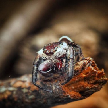 Ligurra latidens (Doleschall) 1859 Mangrove Jumper erkeği