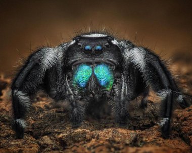 Phidippus Regius Erkek. Doğa 'nın Vahşi Yaşamı Ortasında Yalnızlık' taki Gübre Böceğinin Macro Yakın Çekimi