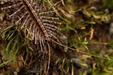 Scutigera sp. Yeşil Topraklarda Canlı Vahşi Yaşam ve Yemyeşil Yağmur Ormanları Manzarası