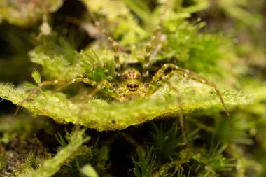  Pisauridae. Doğal Çevrede Taze Yeşil Kenevir Çiçeği Yakın plan