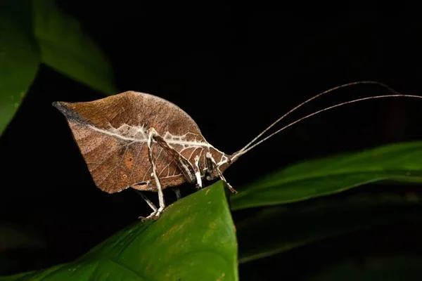 stock image  Trapeziforme. Macro Wildlife: Butterfly Wings Close-up on Black Background