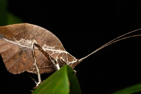 stock image  Trapeziforme. Macro Wildlife: Butterfly Wings Close-up on Black Background