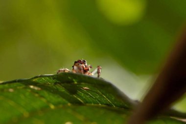 Salticidae. Vahşi Yaşam Çevresindeki Yeşil Yaprak Üzerine Örümceğin Seçici Odaklanma Makro Fotoğrafı