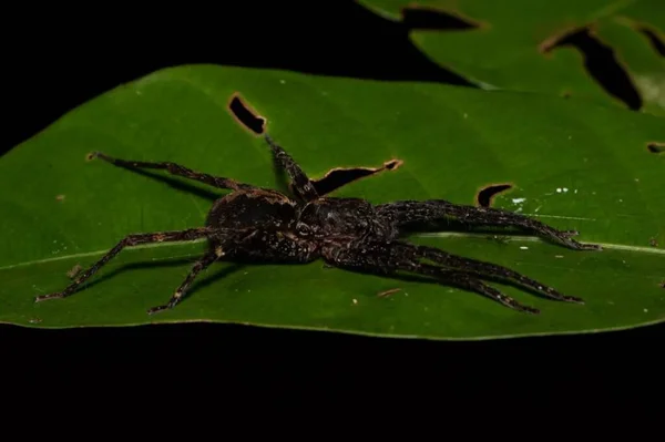  Ctenus sp. Zehirli Eklembacaklı Avı: Makro Vahşi Yaşam 'a yakın çekim