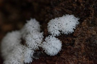 Ceratiomyxa fruticulosa. Buz kaplı Kış Harikalar Diyarı: Kar taneleri, Karyağışı ve Serin Manzara