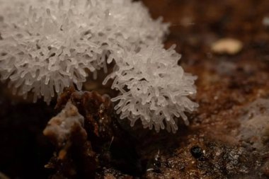 Ceratiomyxa fruticulosa. Buz kaplı Kış Harikalar Diyarı: Kar taneleri, Karyağışı ve Serin Manzara