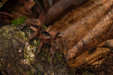 Neostenotarsus guianensis. Ürkütücü egzotik böcek sürünen, zehirli vahşi yaşam