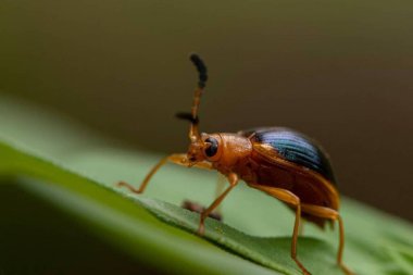 Tenebrionidae. Doğal Açıkta Küçük Böceğin Yakın plan Vahşi Yaşam Fotoğrafı