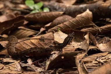 Bothrops atrox. Arid Açık Hava Ortamı 'nda Sonbahar Yeşilliği ve Vahşi Yaşam