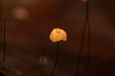 Marasmius sp. Yakın plan Botanik Sarı Çiçek ve Mantar Tazeliği