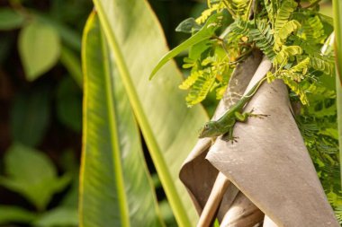 Anolis marmoratus. Huzurlu Doğal Çevrede Canlı Yaban Hayatı ve Berrak Bitkiler