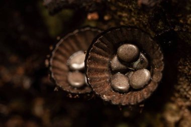 Cyathus sp. Doğal Bahçede Narin Taç Yaprağı Çiçeği Yakın plan