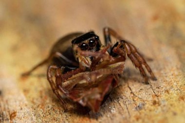  Salticidae sp. Doğal Yaşam Alanındaki Küçük Vahşi Örümceğin Yakın Çekimi