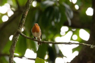 Erithacus rubecula. Vahşi Yaşam Alanındaki Yeşilliklerin Ortasında Tüneyen Kuşlar