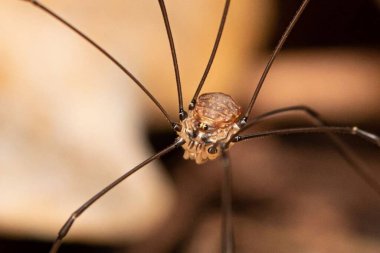 Leiobunum blackwalli. Doğa Hayvanları ve Böceklerinin Vahşi Yaşam Makro Fotoğrafı