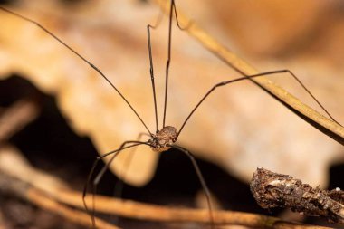 Leiobunum blackwalli. Doğa Hayvanları ve Böceklerinin Vahşi Yaşam Makro Fotoğrafı