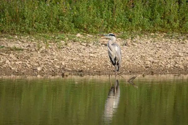 Ardea cinerea. Doğadaki Huzurlu Vahşi Kuş Yaşam Alanı Yansıması