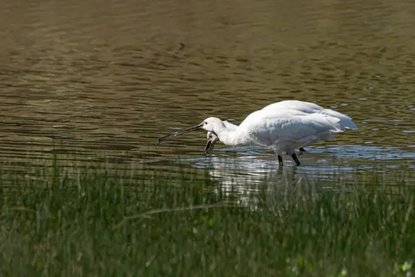 Platalea lökosorodi. Bozulmamış Sulak Alan Yaban Hayatı: Su Dünyası 'nda Doğal Kuş Toplantısı