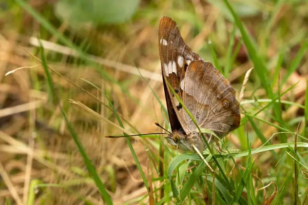 Apatura Ilia Zbliżenie Motyla Siedzącego Palcu — Zdjęcie stockowe