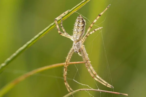 Argiope bruennichi. Close-up of a Spider on a Plant Stem in a Fragile Spider Web