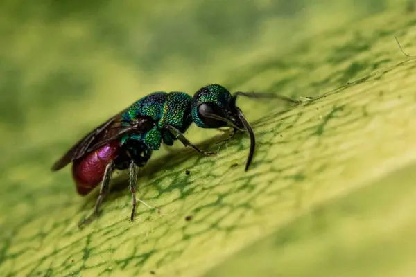 Chysis sp. Close-up of a Green Beetle in a Natural Environment