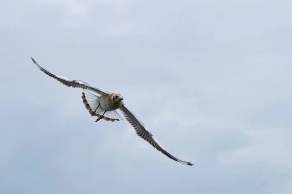 Chroicocephalus Ridibundus Roofvogel Midden Lucht Spreidende Vleugels Vliegend Lucht — Stockfoto