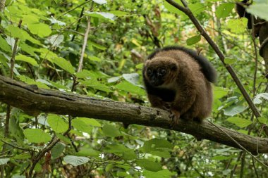 Eulemur rubriventer. Doğal Orman Yaşam Alanında Güzel Vahşi Yaşam