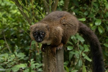 Eulemur rubriventer. Doğal Orman Yaşam Alanında Güzel Vahşi Yaşam