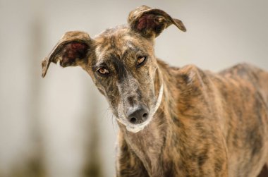 Bir Galgo - İspanyol Greyhound Portresi