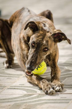 Bir Galgo - İspanyol Greyhound Portresi