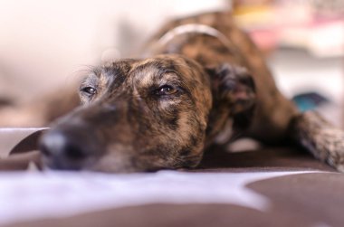 Uykulu İspanyol Greyhound Galgo, yatakta.