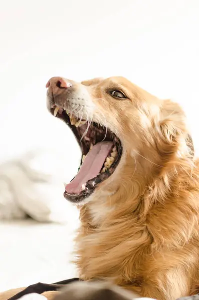 Ένα Σκυλί Χασμουριέται Ανοιχτό Στόμα — Φωτογραφία Αρχείου