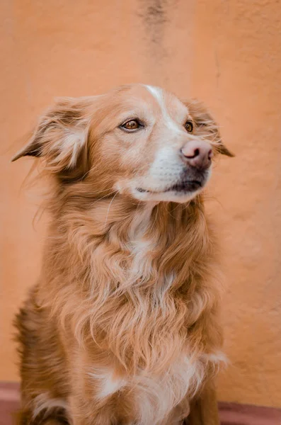 オレンジ色の背景を持つ犬の肖像画 — ストック写真