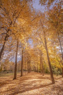 Aranjuez, Madrid 'de sonbahar ağaçları