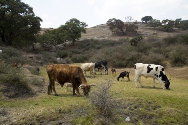 İnekler tarlada yemek yiyor, çiftlik kuruyor.