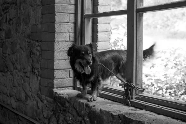 Little Black Dog Peeking Out Window — Stock Photo, Image