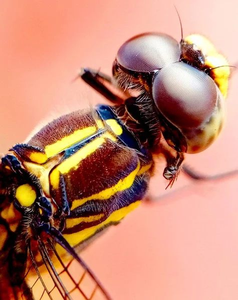 Schöne Libelle Nahaufnahme Mit 30Fachem Zoom — Stockfoto