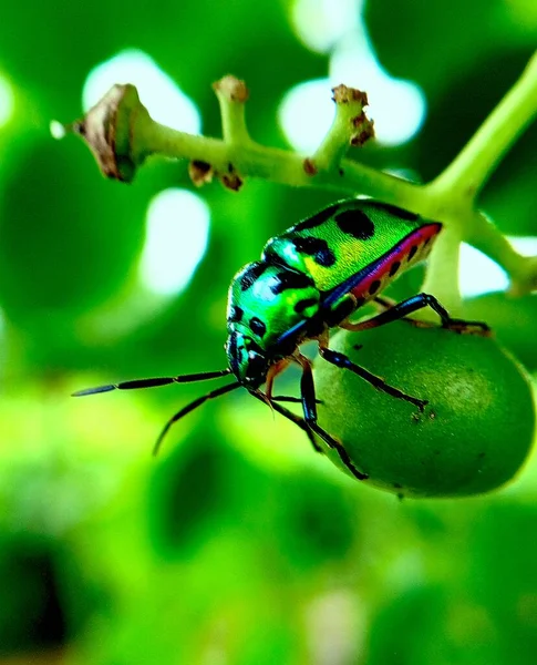Escarabajo Hermoso Color Verde —  Fotos de Stock