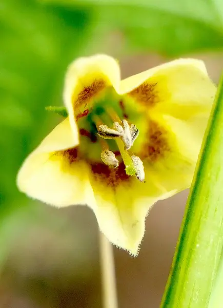 Krásná Malá Divoká Květinka 30X Zoom — Stock fotografie