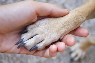 Köpeğin pençesi kadının elinde.